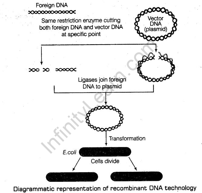 important-questions-for-class-12-biology-cbse-processes-of-recombinant-dna-technology-tp2-img 1jpg_Page1