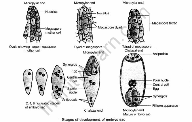 important-questions-for-class-12-biology-cbse-flower-and-its-parts-q-2jpg_Page1