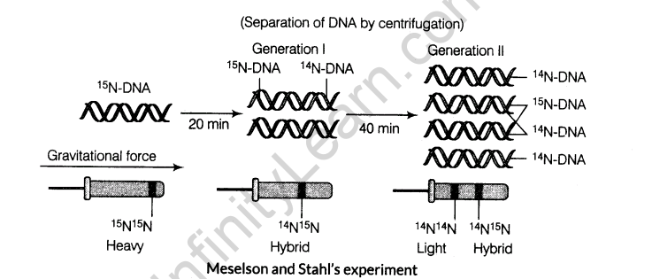important-questions-for-class-12-biology-cbse-the-dna-and-rna-world-t-6-36