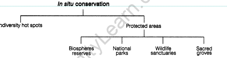 important-questions-for-class-12-biology-cbse-conservation-of-biodiversity-01