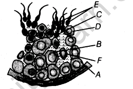 important-questions-for-class-12-biology-cbse-gametogenesis-t-32-9
