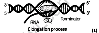 important-questions-for-class-12-biology-cbse-the-dna-and-rna-world-t-6-34