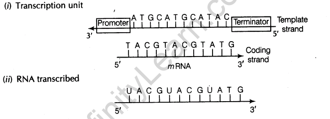 important-questions-for-class-12-biology-cbse-the-dna-and-rna-world-t-6-31