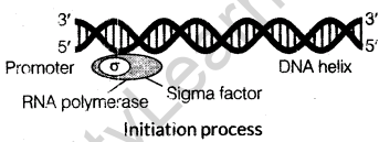 important-questions-for-class-12-biology-cbse-the-dna-and-rna-world-t-6-32