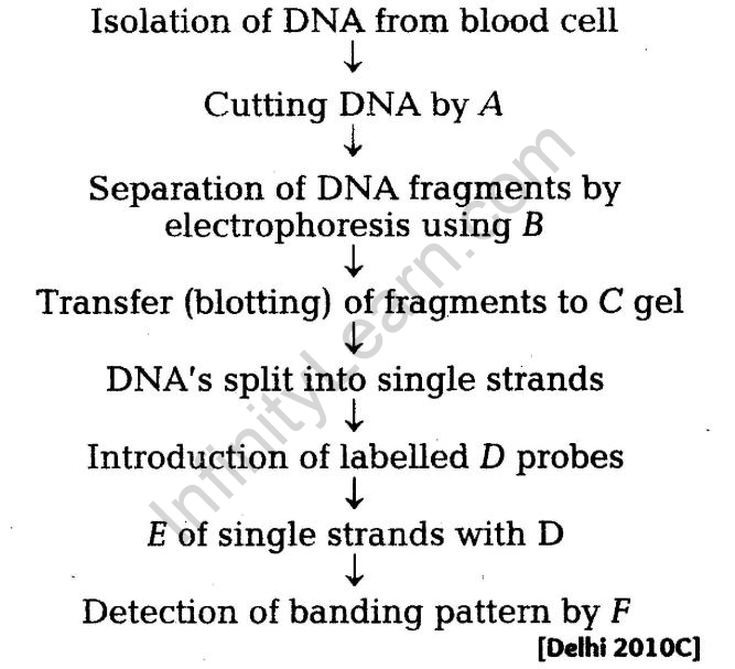 important-questions-for-class-12-biology-cbse-genetic-code-human-genome-project-and-dna-fingerprinting-q-4jpg_Page1