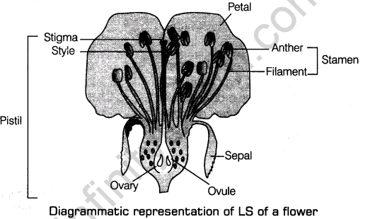 important-questions-for-class-12-biology-cbse-flower-and-its-parts-t-2-1