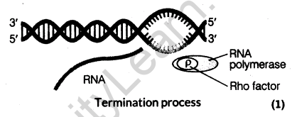 important-questions-for-class-12-biology-cbse-the-dna-and-rna-world-t-6-33
