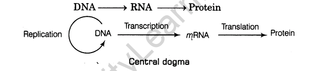important-questions-for-class-12-biology-cbse-the-dna-and-rna-world-t-6-6