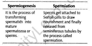 important-questions-for-class-12-biology-cbse-gametogenesis-t-32-13