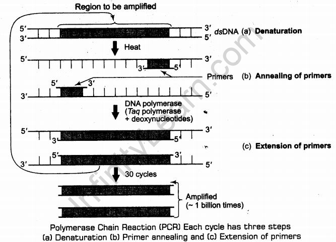 important-questions-for-class-12-biology-cbse-processes-of-recombinant-dna-technology-tp2-img 2jpg_Page1