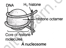 important-questions-for-class-12-biology-cbse-the-dna-and-rna-world-t-6-25