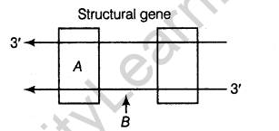 important-questions-for-class-12-biology-cbse-the-dna-and-rna-world-t-6-12