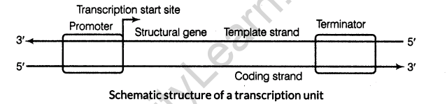 important-questions-for-class-12-biology-cbse-the-dna-and-rna-world-t-6-9