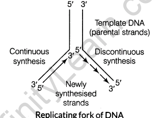 important-questions-for-class-12-biology-cbse-the-dna-and-rna-world-t-6-8