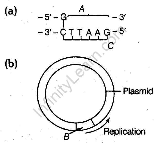 important-questions-for-class-12-biology-cbse-processes-of-recombinant-dna-technology-tp2-3mq-3jpg_Page1