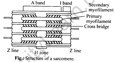 NCERT Solutions For Class 11 Biology Locomotion and Movement Q1
