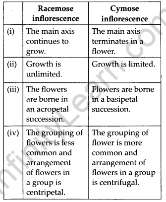 NCERT Solutions For Class 11 Biology Morphology of Flowering Plants Q6