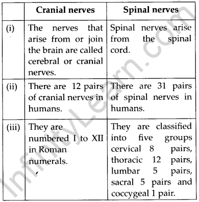 NCERT Solutions For Class 11 Biology Neural Control and Coordination Q12.4