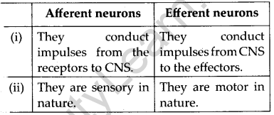 NCERT Solutions For Class 11 Biology Neural Control and Coordination Q12