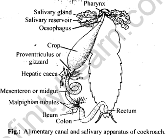 NCERT Solutions For Class 11 Biology Structural Organisation in Animals Q5