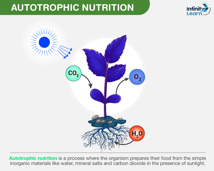 Autotrophic Nutrition