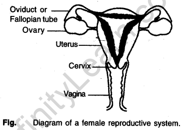 Diagram of a Female Reproductive system - CBSE notes for Class 10 Science