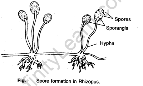 Spore Formation in Rhizopus - CBSE Class 10 Science Notes