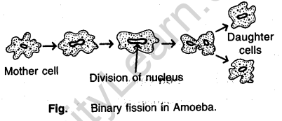 Fission - How do Organisms Reproduce - CBSE Notes for Class 10 Science