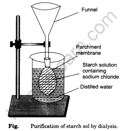 to-study-the-dialysis-of-starch-sol-containing-sodium-chloride-through-a-cellophane-or-parchment-paper-1