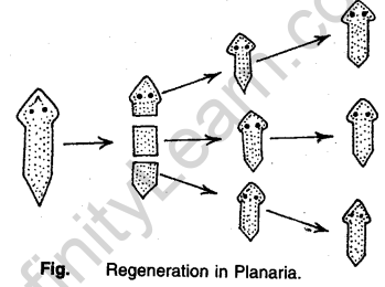 Regeneration in Planaria - CBSE Notes for Class 10 Science