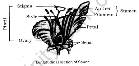 How do Organisms Reproduce Class 10 Notes Science Chapter 8 8