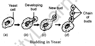 How do Organisms Reproduce Class 10 Notes Science Chapter 8 2.1