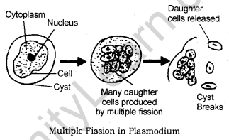 How do Organisms Reproduce Class 10 Notes Science Chapter 8 2