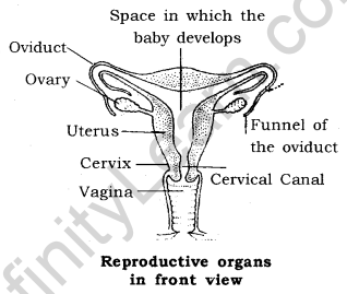 How do Organisms Reproduce Class 10 Notes Science Chapter 8 15