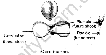 How do Organisms Reproduce Class 10 Notes Science Chapter 8 12
