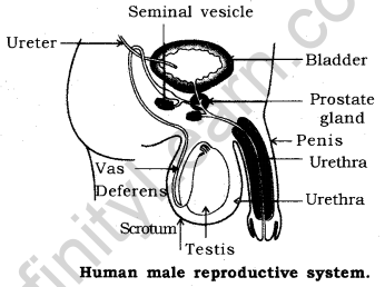 How do Organisms Reproduce Class 10 Notes Science Chapter 8 13