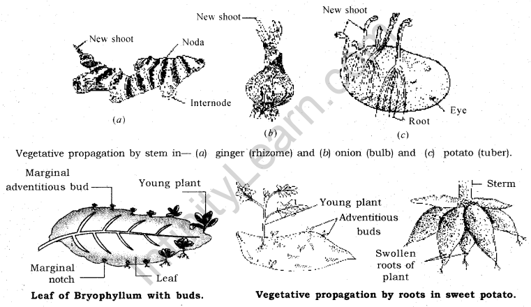 How do Organisms Reproduce Class 10 Notes Science Chapter 8 7