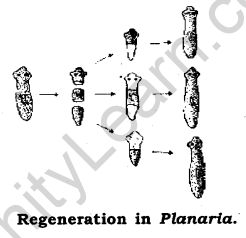 How do Organisms Reproduce Class 10 Notes Science Chapter 8 4