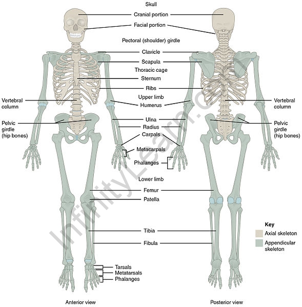 https://infinitylearn.com/surge/wp-content/uploads/2022/02/589px-701_Axial_Skeleton-01.jpg