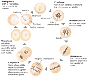 Features of Mitosis