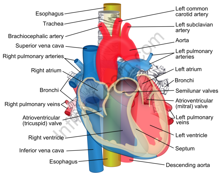 Structure Of The Human Heart