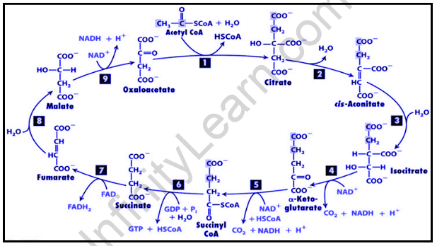 TCA cycle and Electron Transport System