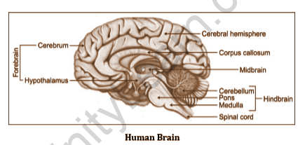 Neural Control & Coordination