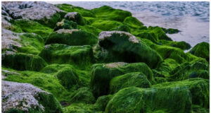 Important Topic Of Biology: Algae 