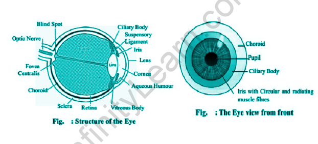 Eyeball: Structure and function