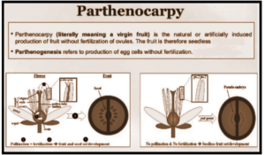 Parthenocarpy