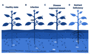Phases of Plant Growth and Development 