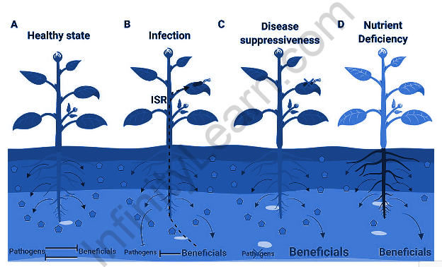 Phases of Plant Growth and Development 