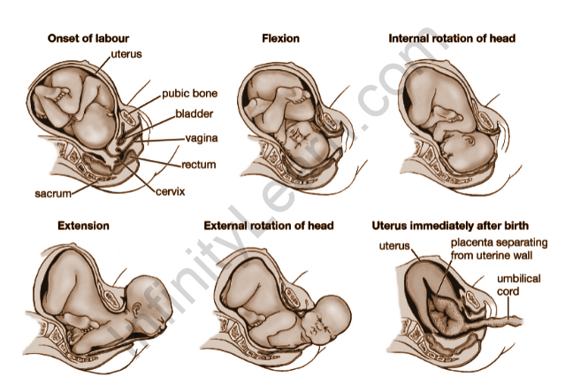 Important Topic Of Biology: Parturition - Infinity Learn By Sri Chaitanya