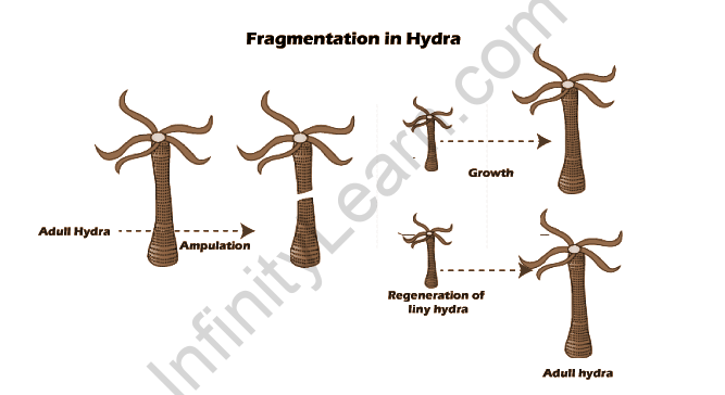 vegetative reproduction budding and fragmentation are examples of